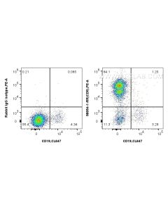 Anti-Human CD5 Rabbit Recombinant Antibody proteintech 98054-1-RR