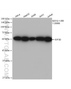 EIF3D Recombinant monoclonal antibody proteintech 82512-1-RR