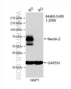 Nectin-2/CD112 Recombinant monoclonal antibody proteintech 84460-5-RR