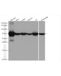 HSP70 Recombinant monoclonal antibody proteintech 80735-1-RR