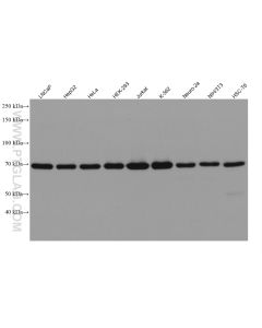 METTL3 Recombinant monoclonal antibody proteintech 80323-1-RR