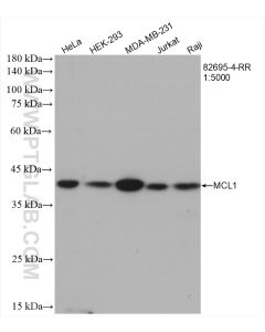 MCL1 Recombinant monoclonal antibody proteintech 82695-4-RR