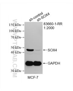 SOX4 Recombinant monoclonal antibody proteintech 83660-1-RR