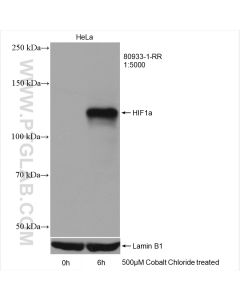 HIF-1 alpha Recombinant monoclonal antibody proteintech 80933-1-RR
