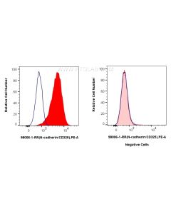Anti-Human N-cadherin Rabbit Recombinant Antibody proteintech 98006-1-RR