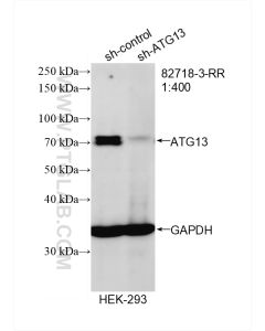 ATG13 Recombinant monoclonal antibody proteintech 82718-3-RR
