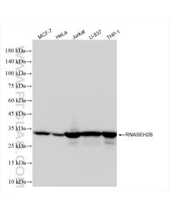 RNASEH2B Recombinant monoclonal antibody proteintech 84097-6-RR