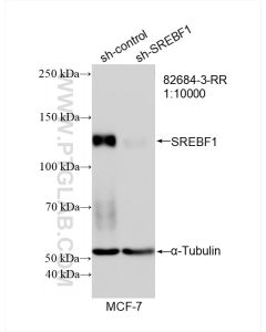 SREBF1 Recombinant monoclonal antibody proteintech 82684-3-RR