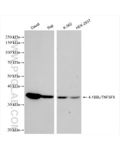 4-1BBL/TNFSF9 Recombinant monoclonal antibody proteintech 84185-5-RR