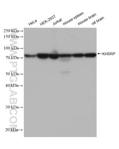 KHSRP Recombinant monoclonal antibody proteintech 82931-1-RR