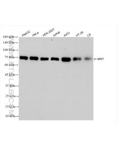 MNT Recombinant monoclonal antibody proteintech 83648-1-RR