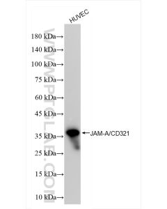 JAM-A/CD321 Recombinant monoclonal antibody proteintech 84720-2-RR