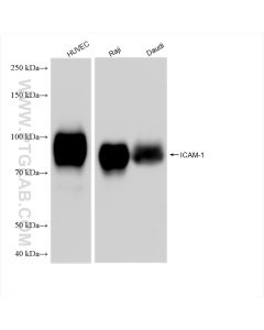 ICAM-1/CD54 Recombinant monoclonal antibody proteintech 83069-6-RR