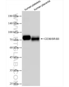 CD36 Recombinant monoclonal antibody proteintech 84078-4-RR