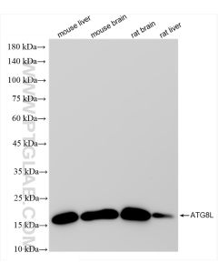 GABARAPL1 Recombinant monoclonal antibody proteintech 83817-1-RR