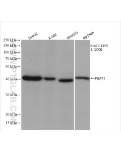 PSAT1 Recombinant monoclonal antibody proteintech 81479-1-RR