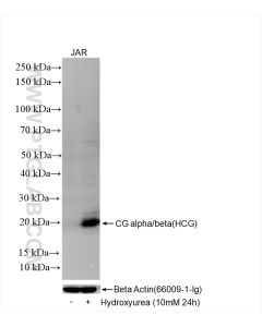 hCG Alpha Recombinant monoclonal antibody proteintech 85800-9-RR