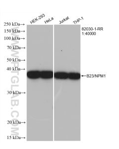B23/NPM1 Recombinant monoclonal antibody proteintech 82030-1-RR