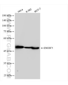 ENOSF1 Recombinant monoclonal antibody proteintech 83769-2-RR