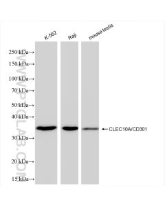 CLEC10A/CD301 Recombinant monoclonal antibody proteintech 84748-1-RR