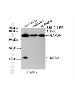 MED21 Recombinant monoclonal antibody proteintech 83510-1-RR