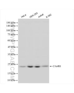 C1orf83 Recombinant monoclonal antibody proteintech 83626-5-RR