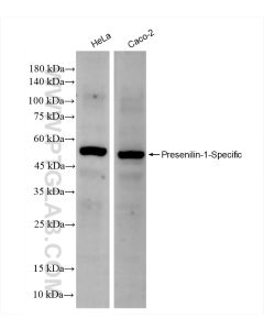 Presenilin-1-Specific Recombinant monoclonal antibody proteintech 83618-3-RR
