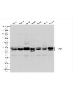 MAEA Recombinant monoclonal antibody proteintech 83267-2-RR