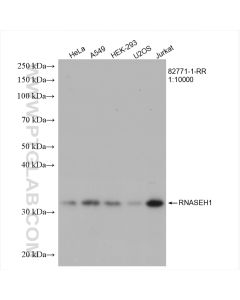 RNASEH1 Recombinant monoclonal antibody proteintech 82771-1-RR