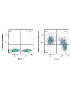 Anti-Mouse ICAM-1/CD54 Rabbit Recombinant Antibody proteintech 98049-1-RR