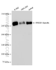 RREB1-Specific Recombinant monoclonal antibody proteintech 84048-2-RR