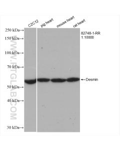 Desmin Recombinant monoclonal antibody proteintech 82748-1-RR