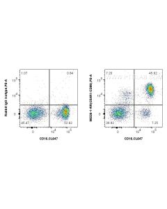 Anti-Human C5AR1/CD88 Rabbit Recombinant Antibody proteintech 98226-1-RR