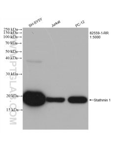 Stathmin 1 Recombinant monoclonal antibody proteintech 82559-1-RR