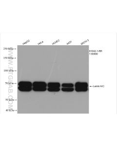 Lamin A/C Recombinant monoclonal antibody proteintech 81042-1-RR