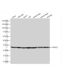 VDAC2 Recombinant monoclonal antibody proteintech 84225-2-RR