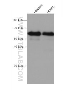 Occludin Recombinant monoclonal antibody proteintech 80545-1-RR