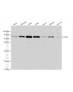 Chk1 Recombinant monoclonal antibody proteintech 80056-2-RR