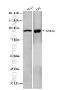 KAT2B/PCAF Recombinant monoclonal antibody proteintech 86917-1-RR
