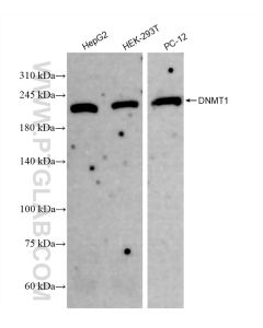DNMT1 Recombinant monoclonal antibody proteintech 82678-2-RR