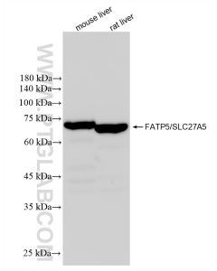 FATP5/SLC27A5 Recombinant monoclonal antibody proteintech 84557-1-RR