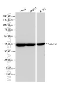 CXCR3 Recombinant monoclonal antibody proteintech 84655-5-RR