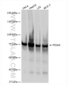 PDIA4 Recombinant monoclonal antibody proteintech 86239-1-RR