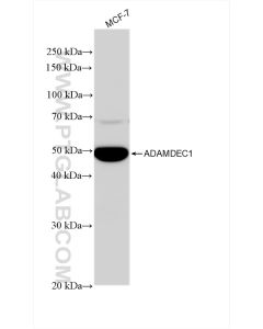 ADAMDEC1 Recombinant monoclonal antibody proteintech 82985-1-RR