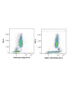 Anti-Human CD300a Rabbit Recombinant Antibody proteintech 98268-1-RR
