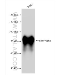 SIRP Alpha/CD172a Recombinant monoclonal antibody proteintech 83729-5-RR