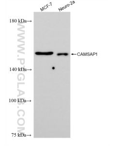CAMSAP1 Recombinant monoclonal antibody proteintech 83864-1-RR
