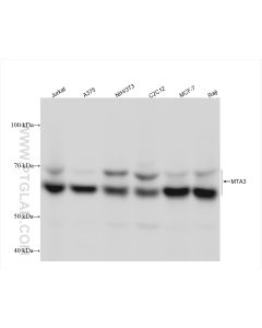 MTA3 Recombinant monoclonal antibody proteintech 83042-3-RR