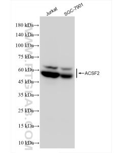 ACSF2 Recombinant monoclonal antibody proteintech 84033-3-RR