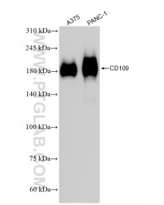 CD109 Recombinant monoclonal antibody proteintech 85924-4-RR